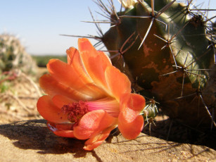 обоя цветы, кактусы