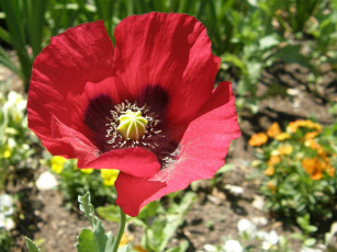 Картинка цветы маки