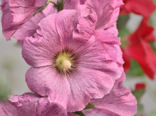 Картинка цветы мальвы