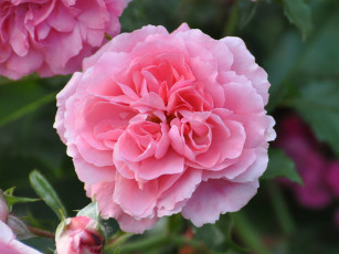 Картинка цветы розы