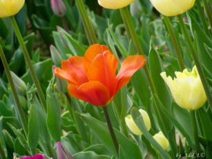 Картинка цветы тюльпаны