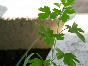 Картинка природа макро