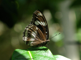 Картинка животные бабочки