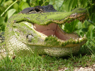 Картинка животные крокодилы