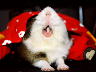 Картинка животные морские свинки хомяки