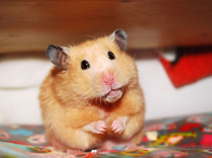 Картинка животные морские свинки хомяки