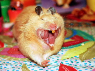 Картинка животные морские свинки хомяки