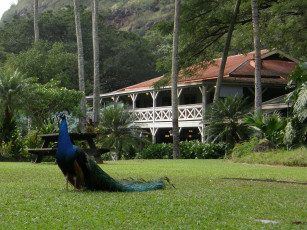 Картинка животные павлины