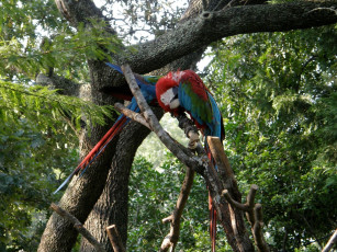 Картинка животные попугаи