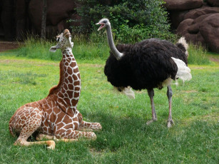 Картинка животные разные вместе