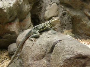 Картинка животные Ящерицы игуаны вараны