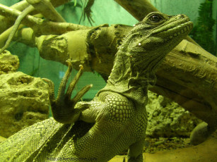 Картинка животные Ящерицы игуаны вараны