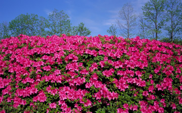 Картинка цветы рододендроны азалии