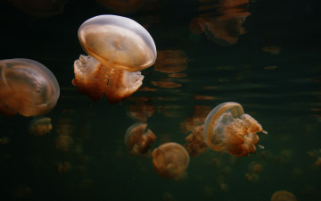 Картинка животные медузы