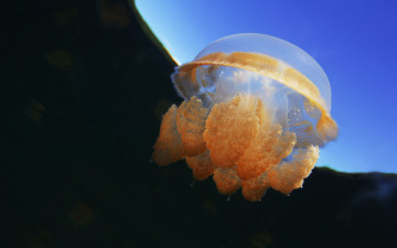 Картинка животные медузы