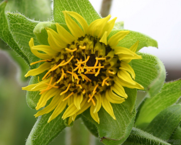 Обои картинки фото цветы, подсолнухи