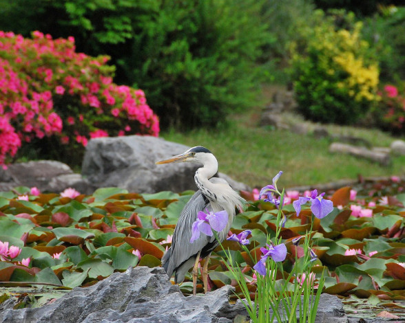 Обои картинки фото животные, цапли