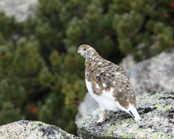 Обои картинки фото животные, куропатки, рябчики, перепела