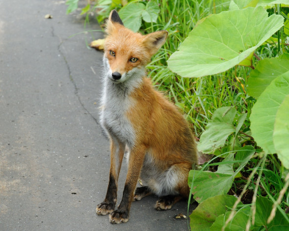Обои картинки фото животные, лисы