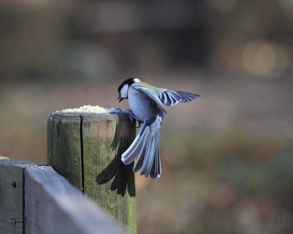 Обои картинки фото животные, синицы, лазоревки