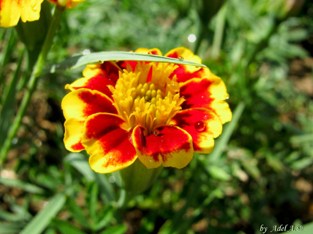 Обои картинки фото цветы, бархатцы