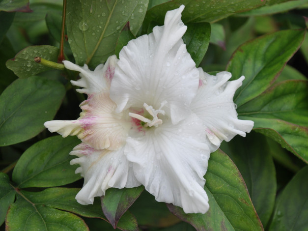 Обои картинки фото цветы, гладиолусы