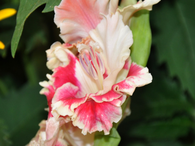 Обои картинки фото цветы, гладиолусы