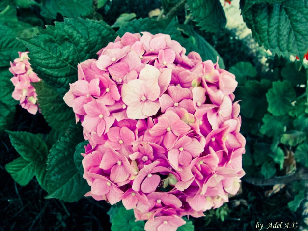 Обои картинки фото цветы, гортензия