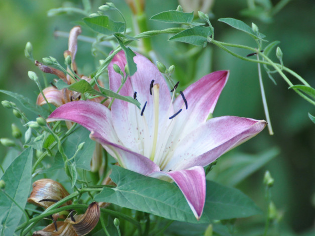 Обои картинки фото цветы, лилии, лилейники