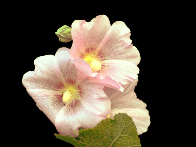 Обои картинки фото цветы, мальвы