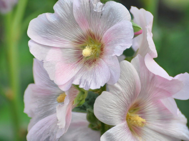 Обои картинки фото цветы, мальвы