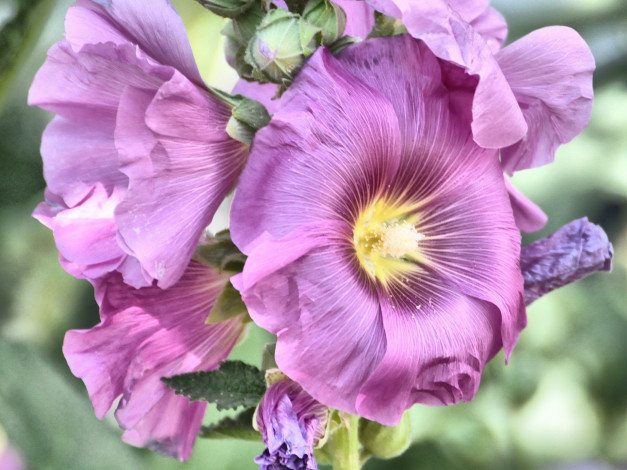 Обои картинки фото цветы, мальвы