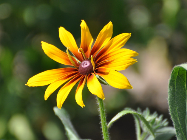 Обои картинки фото цветы, рудбекия