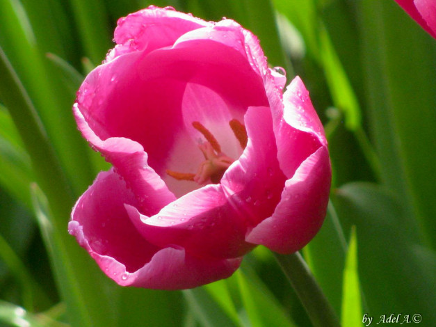 Обои картинки фото цветы, тюльпаны