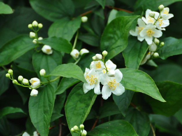 Обои картинки фото цветы, жасмин