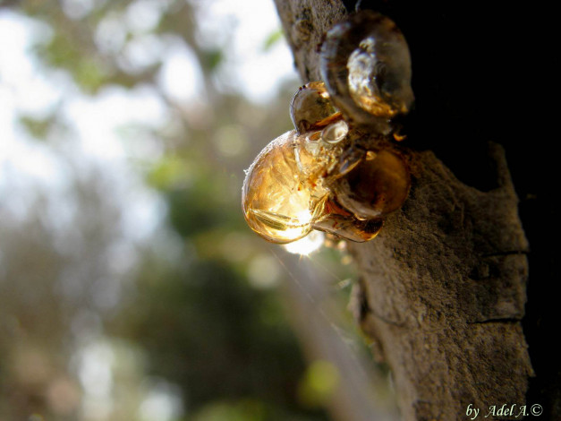 Обои картинки фото природа, макро