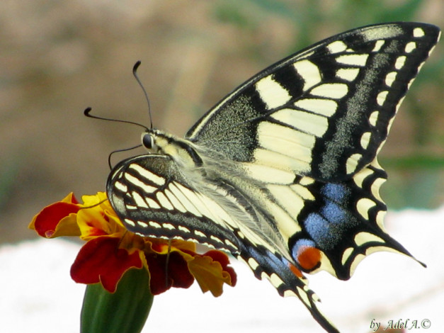 Обои картинки фото животные, бабочки