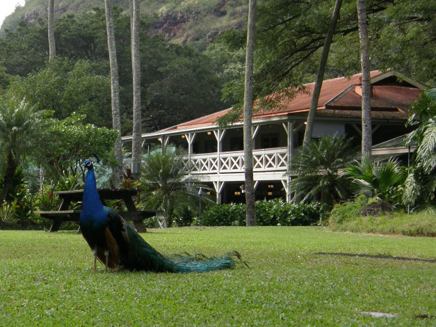 Обои картинки фото животные, павлины