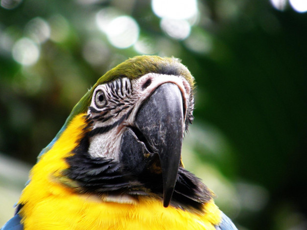 Обои картинки фото животные, попугаи