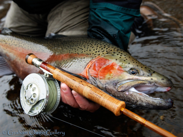 Обои картинки фото животные, рыбы