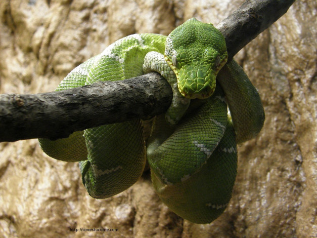 Обои картинки фото животные, змеи, питоны, кобры