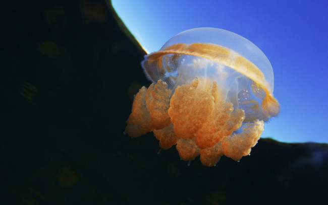 Обои картинки фото животные, медузы