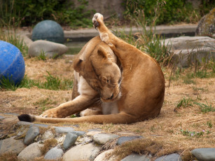 обоя животные, львы, лев, львица