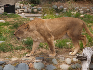обоя животные, львы, львица, лев