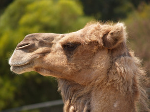Картинка животные верблюды верблюд голова