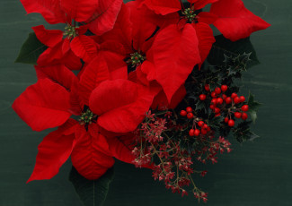 Картинка цветы пуансеттия красный