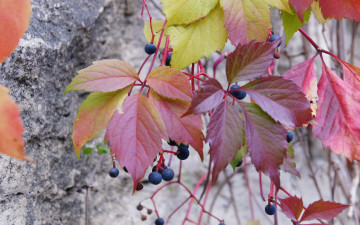 Картинка природа Ягоды