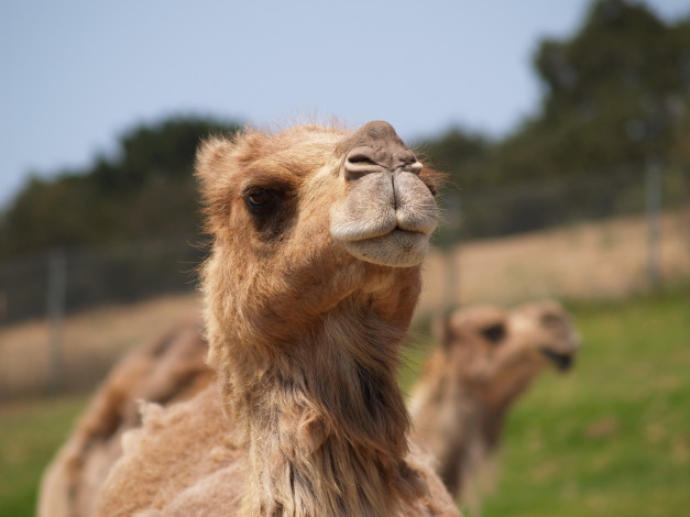 Обои картинки фото животные, верблюды, голова, верблюд