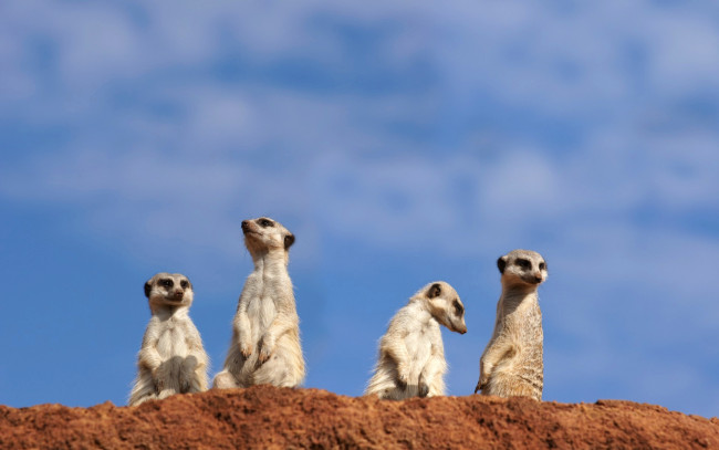 Обои картинки фото животные, сурикаты, сурикат, грызун, небо