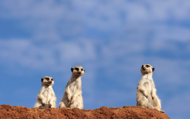 Обои картинки фото животные, сурикаты, сурикат, грызун, небо